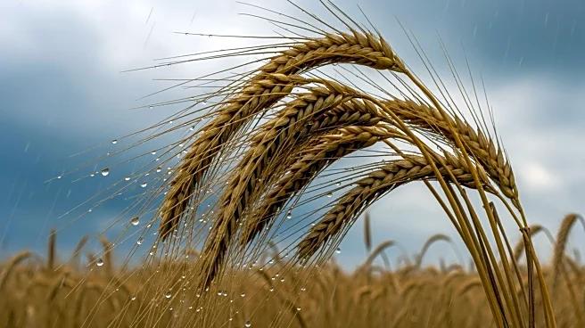 Heavy Rainfall Expected in Santiago, Chile, Impacting Harvest Season