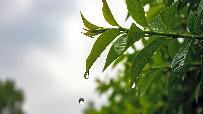 Weather Update for Winston-Salem: Rain Expected This Week