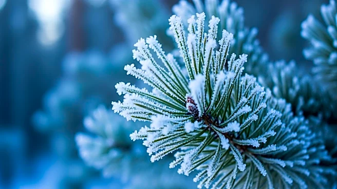 Record Low Temperatures Hit Georgia Amid Cold Snap