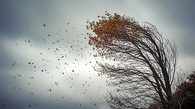 Blustery Weather Hits Chicago's Northern Suburbs