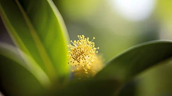 High Pollen Count Affecting Philadelphia Region