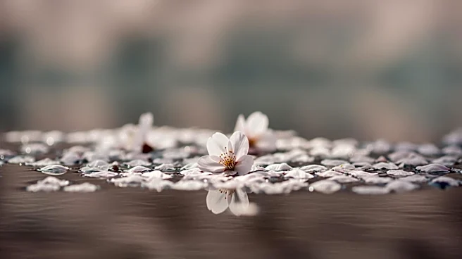 Cherry Blossom Season Weather Advisory in China and Japan