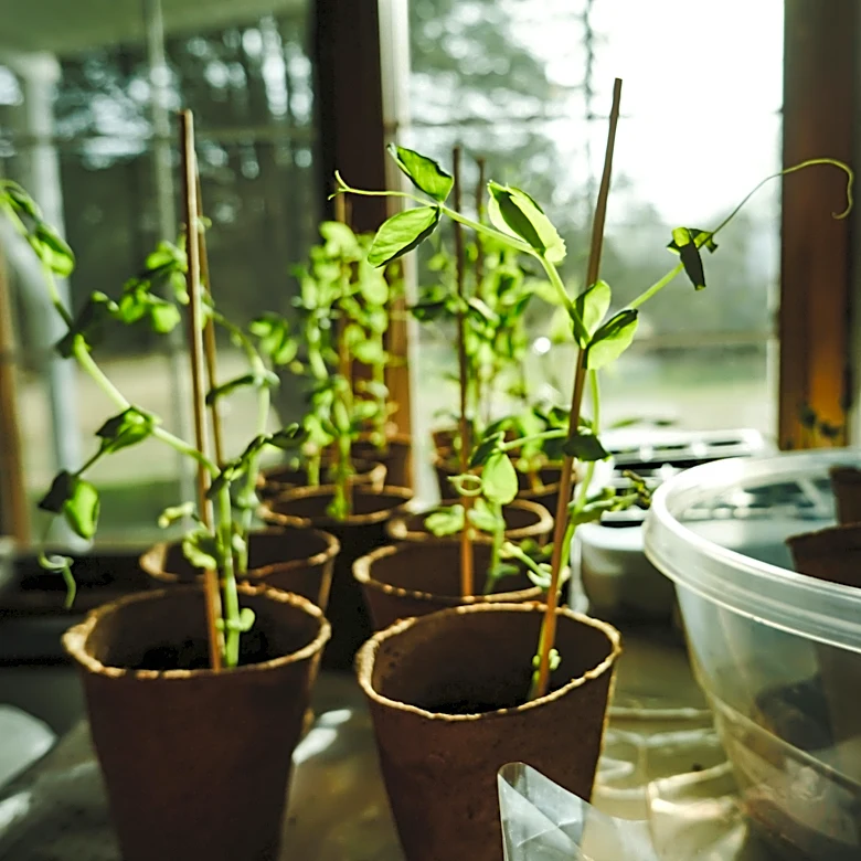 Don’t Plant Too Early: Spring Gardening Tips for 2026