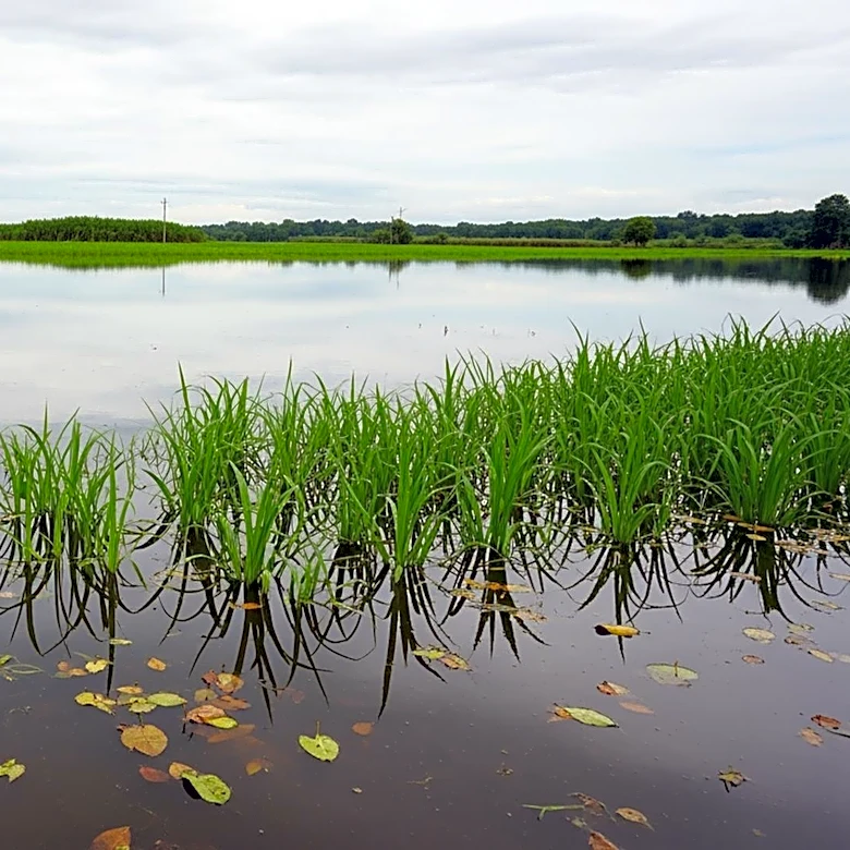 Hawaii Farmers Face Urgent Challenges After Devastating Floods
