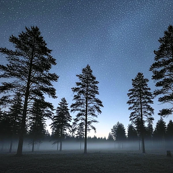 Pine Barrens Night Sky: Clear Conditions Expected