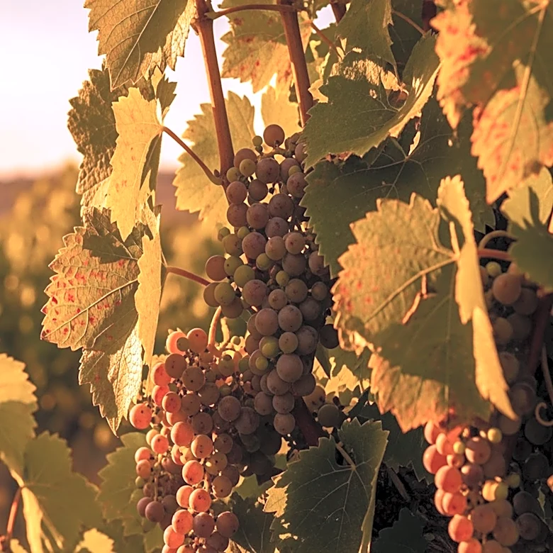 Napa Valley Faces Unseasonably High Temperatures