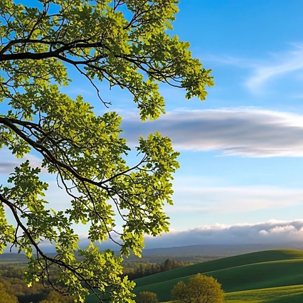 Oakdale Weather Update: Clear Skies and Mild Temperatures