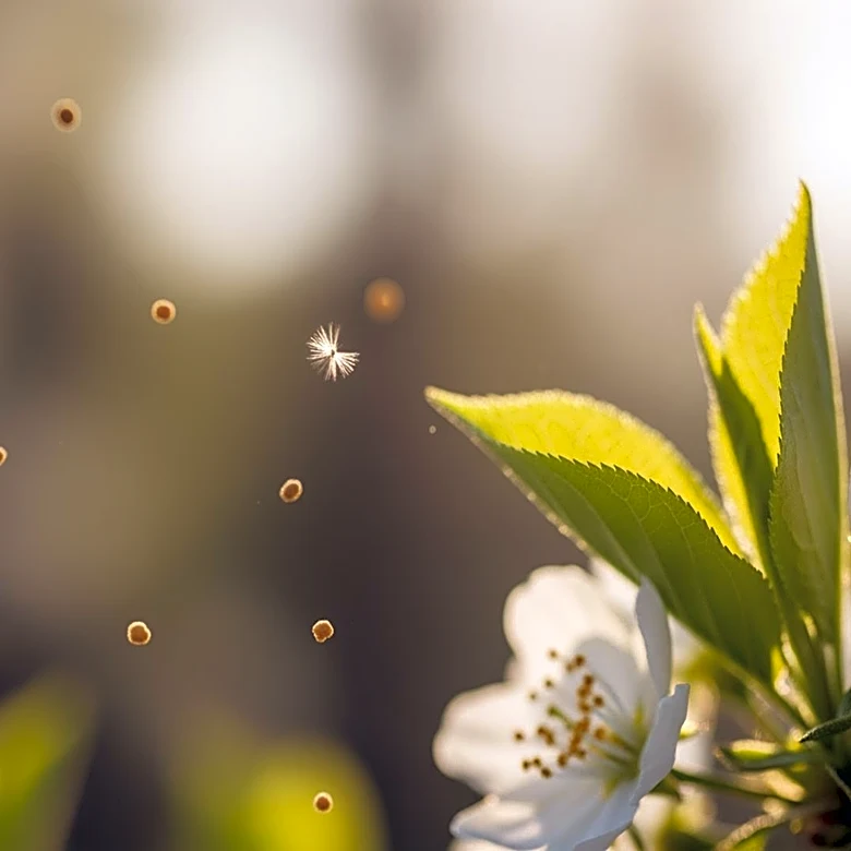 Longer Pollen Seasons Impacting Allergy Sufferers in North America