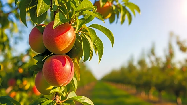 Mendocino County Farmers Adapt to Unseasonably Warm March Weather