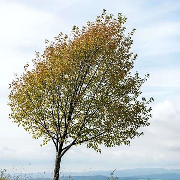 Cooler Weather with Partly Cloudy Skies in Wartburg, TN
