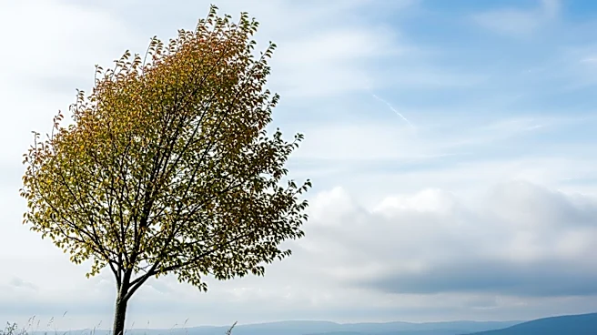 Cooler Weather with Partly Cloudy Skies in Wartburg, TN