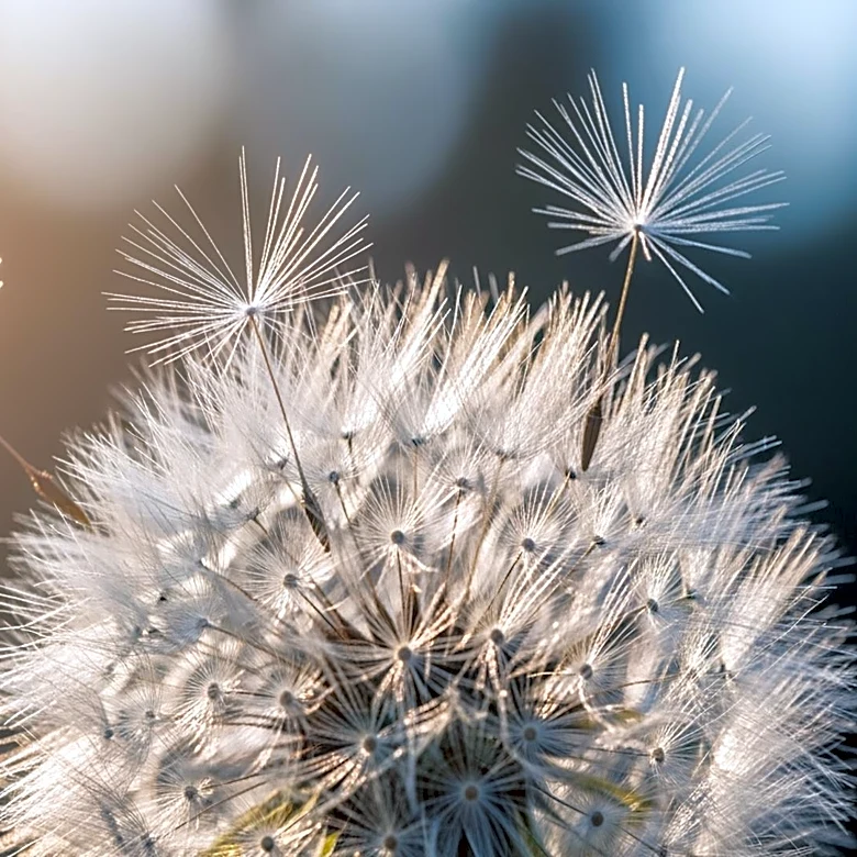 Baltimore Experiences Spike in Allergy Symptoms Due to Temperature Swings