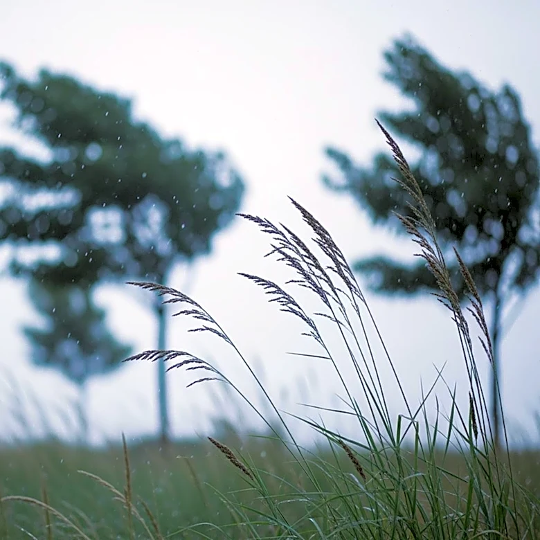 Minnesota Weather: Breezy Conditions and Light Showers Expected