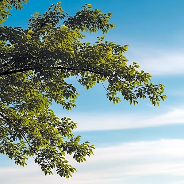 Louisville Weather: Mild Conditions Expected This Weekend