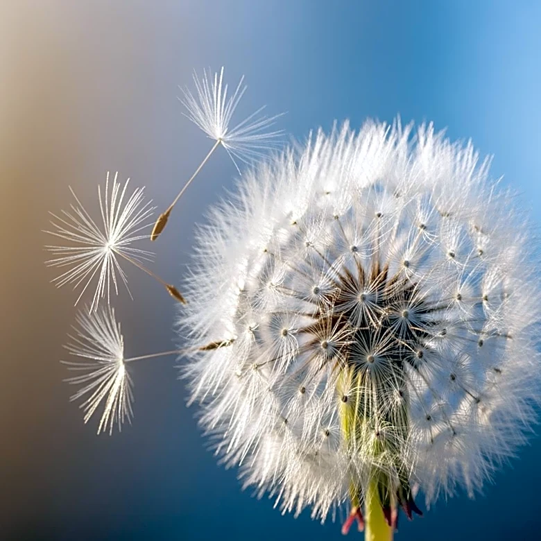 Baltimore Experiences Temperature Swings Leading to Allergy Spike