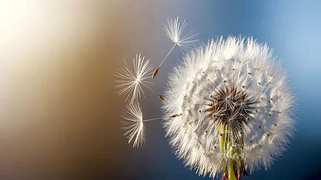 Baltimore Experiences Temperature Swings Leading to Allergy Spike