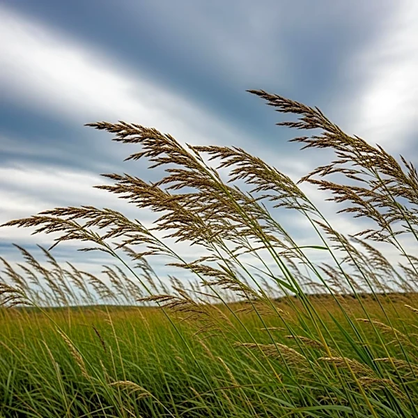 Wind Advisory in Effect for Iowa and Minnesota Counties