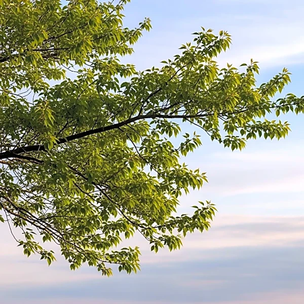 Nashville Weather Forecast: Mild Conditions Expected