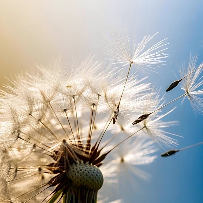 Baltimore Experiences Sudden Temperature Swings, Increasing Allergy Symptoms