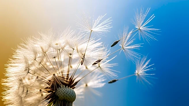 Baltimore Experiences Sudden Temperature Swings, Increasing Allergy Symptoms