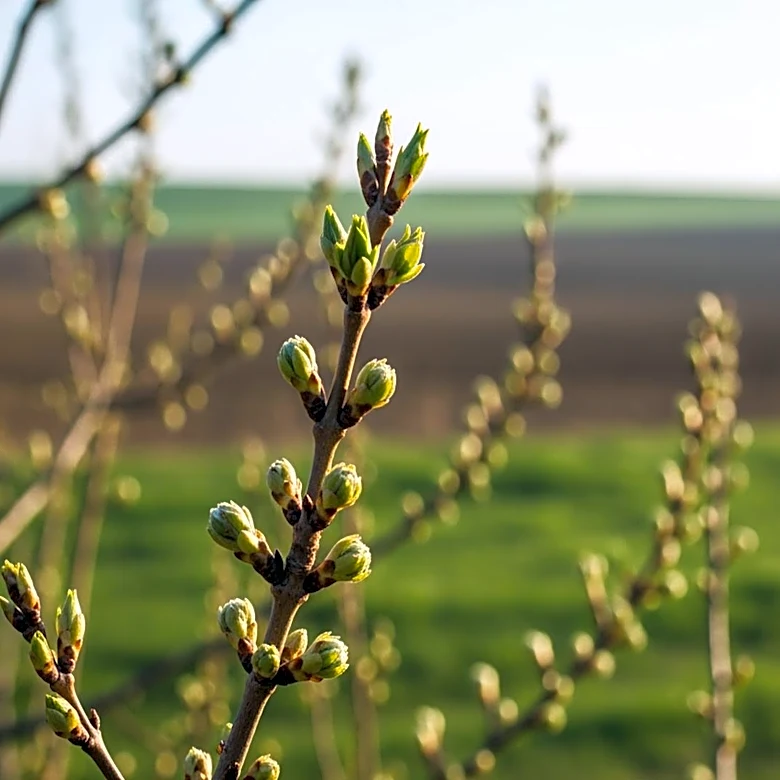 Early Spring Arrival in Central U.S. Raises Concerns for Agriculture and Ecosystems