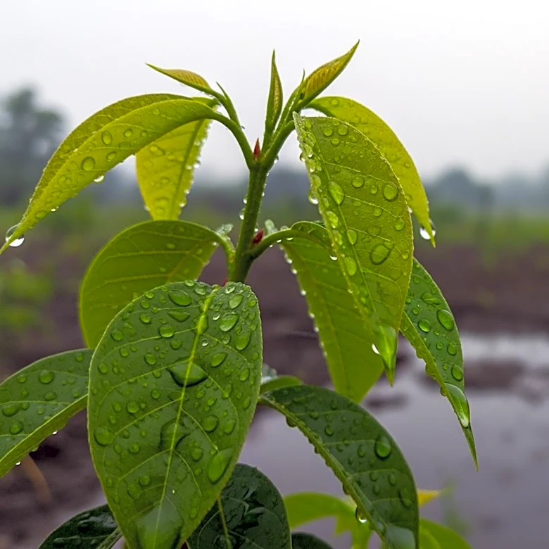 Persistent Rain Challenges Tree Planters in Scotland