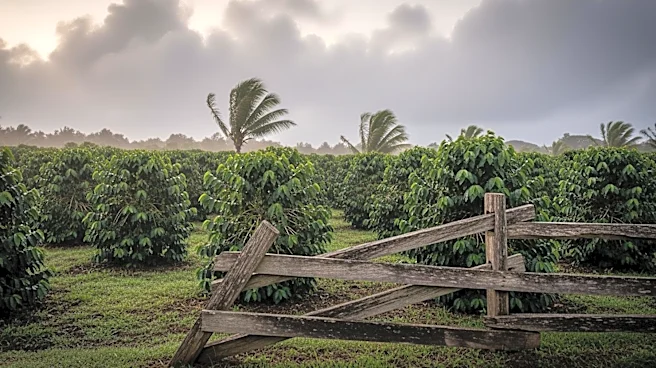 Hawaii Farmers Face Mental Strain After Consecutive Kona Lows