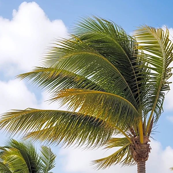 Breezy Conditions Expected in South Florida Due to Wind Gusts