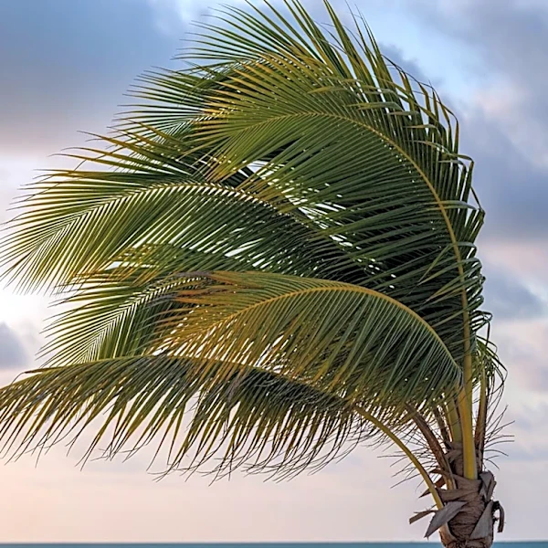 Wind Advisory in Effect for South Florida Until Early Thursday