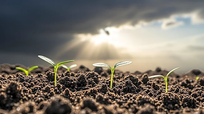Hawaii Farmers Brace for Storm Recovery Amid Recent Floods