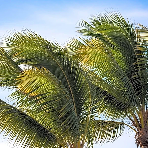 Breezy Conditions Expected in South Florida Due to Strong Winds