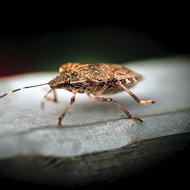 Lanternfly Surge Could Hit New York City This Spring