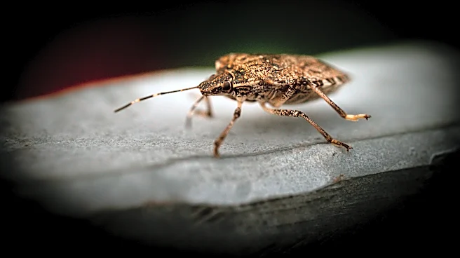 Lanternfly Surge Could Hit New York City This Spring