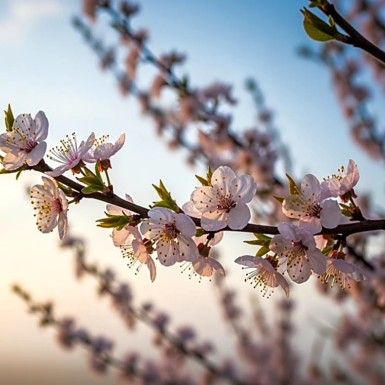 Bay Area Faces Earlier Allergy Season Due to Weather Changes