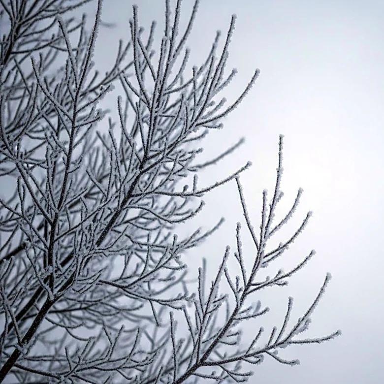 Illinois Faces Hard Freeze Alert with Temperatures Dropping Significantly