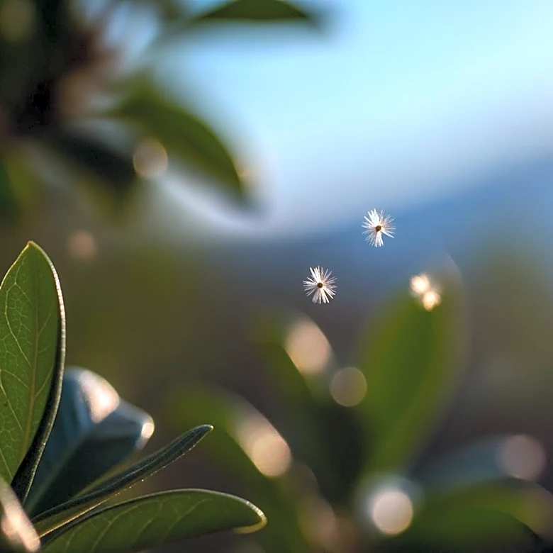 Charlotte Faces Intense Allergy Season Amid Air Quality Concerns