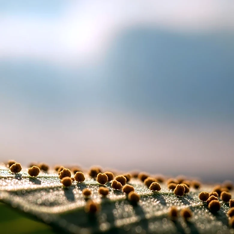 Richmond County Faces Intense Allergy Season Amid Air Quality Concerns