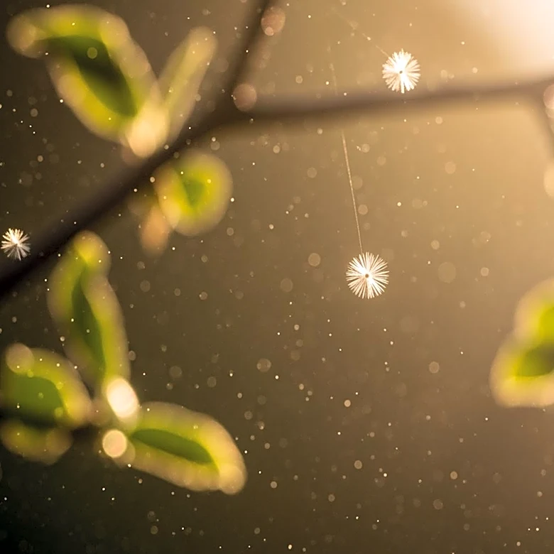 Intense Allergy Season Hits Charlotte Amid Air Quality Concerns