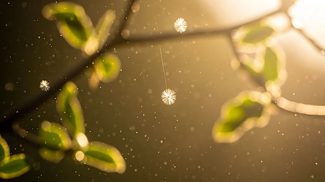 Intense Allergy Season Hits Charlotte Amid Air Quality Concerns