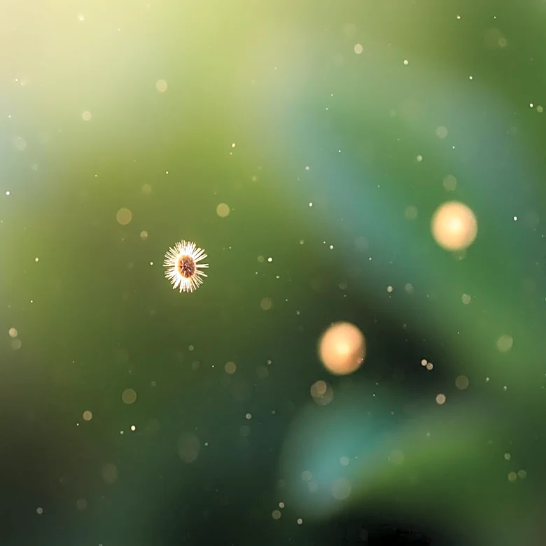 Intense Allergy Season in Charlotte: Air Quality and Health Impacts