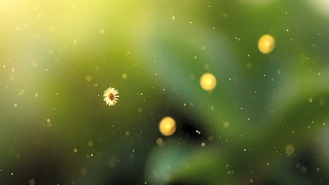 Intense Allergy Season in Charlotte: Air Quality and Health Impacts