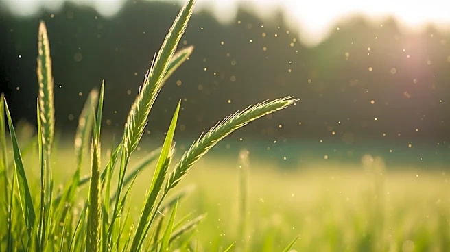 Grass Pollen Alert Issued for Pittsburgh Area