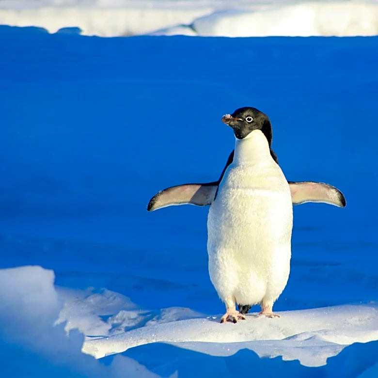 Warming Planet Drives Polar Species Toward Extinction