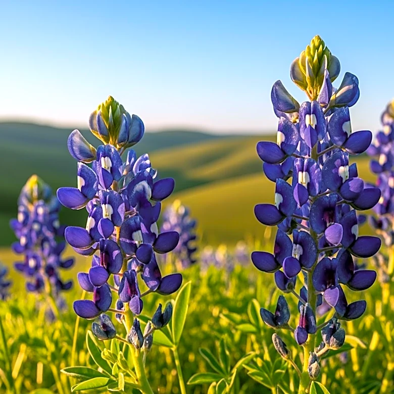 Hill Country Bluebonnet Bloom Expected to Peak This Week