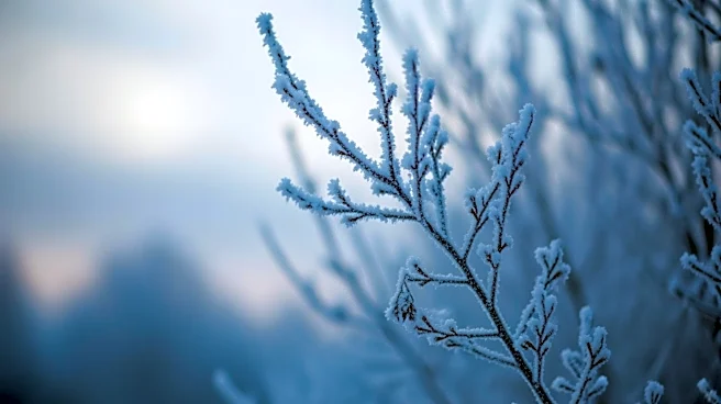 Albuquerque Braces for Potential Final Freeze This Weekend