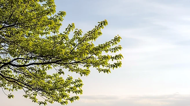 Austin Weather Forecast: Mild Conditions Expected