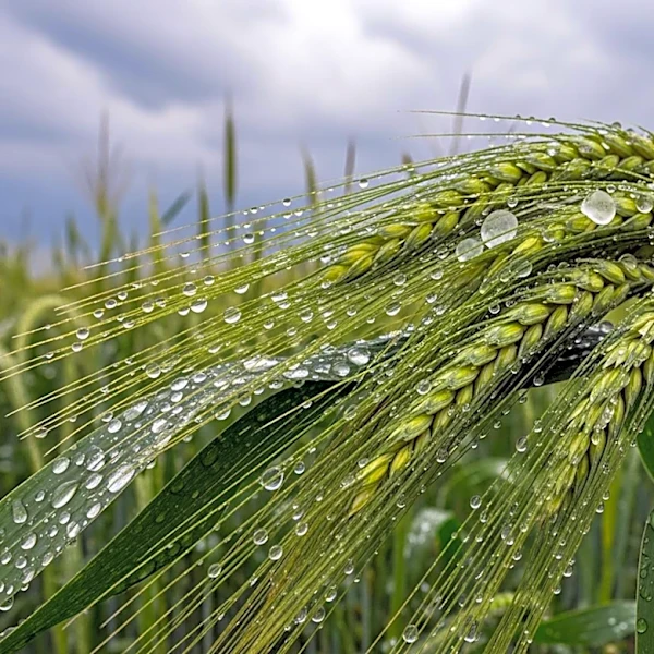 Heavy Rain and Hail Disrupts Agriculture Event in Warsaw