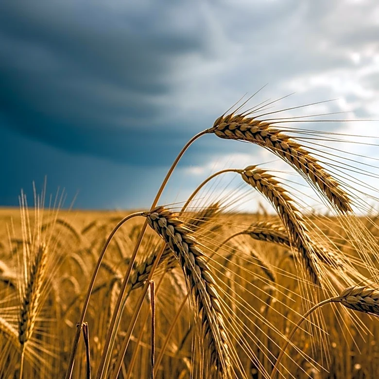 Weather Extremes Challenge Kansas Wheat Production