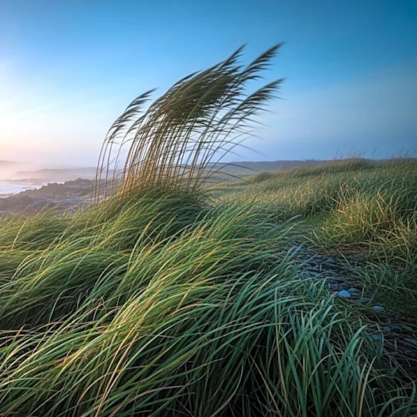 Windy Conditions in San Francisco Bay Area Expected to Ease by Friday