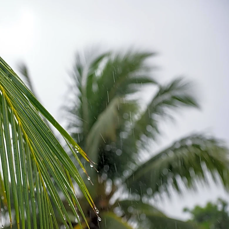 South Florida to Experience Breezy and Rainy Conditions Next Week